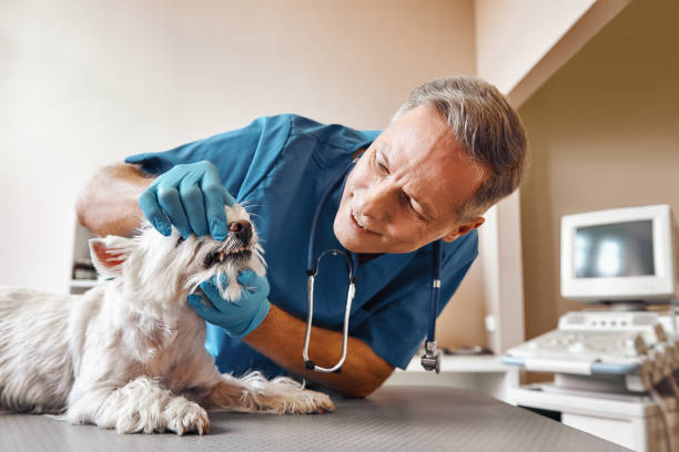 Best Emergency Dental Care for Broken or Chipped Teeth in Fife, WA